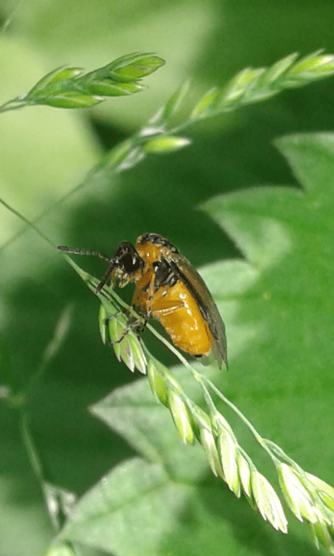 Tenthredinidae : Athalia sp.?